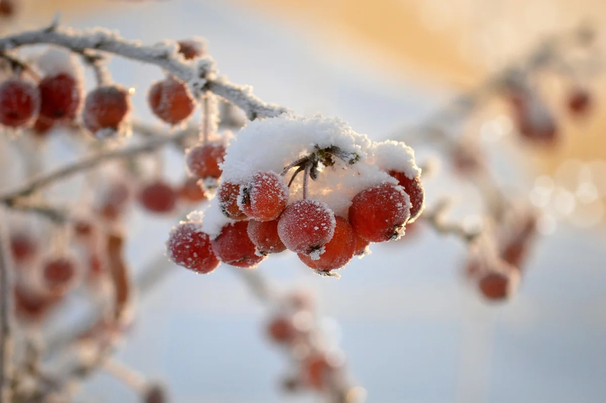 Comment choisir ses fruits selon la saison (le vrai secret du goût)